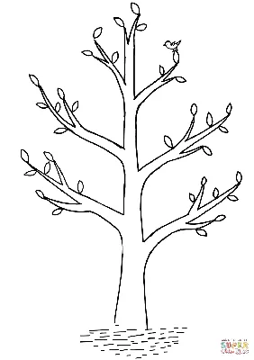 Раскраска Дерево липа | Раскраски деревья, их листья, цветение и семена