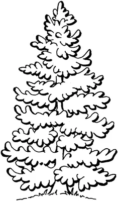 Сакура дерево» раскраска для детей - мальчиков и девочек | Скачать,  распечатать бесплатно в формате A4