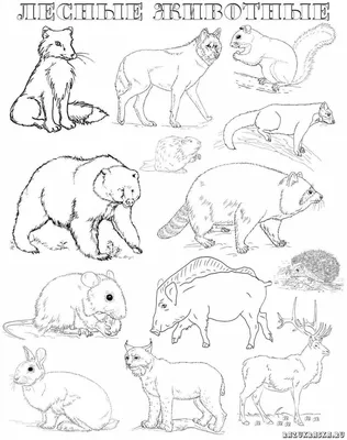 Бесплатные печатные раскраски диких животных для детей