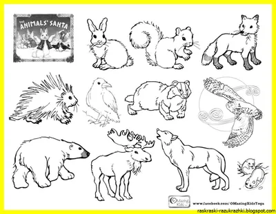 Раскраски Дикие кошки | Раскраски с животными, Детские раскраски, Раскраски  с совой