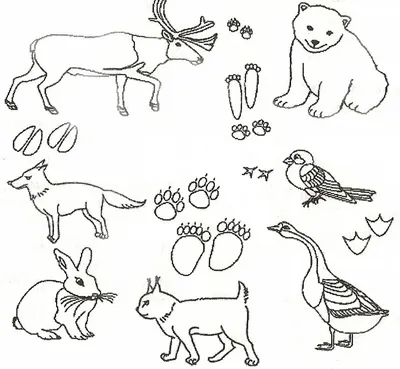 Дикие животные установленные для книжка-раскраски Иллюстрация вектора -  иллюстрации насчитывающей комплект, дошкольные: 40023762