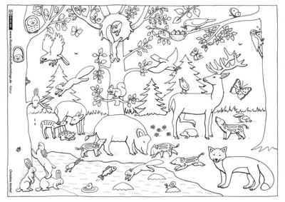 Раскраска Рысь | Раскраски с животными, зверями