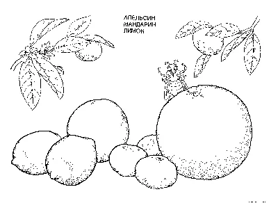 Раскраски Раскраска Фрукты фрукты, Раскраски скачать и распечатать  бесплатно.