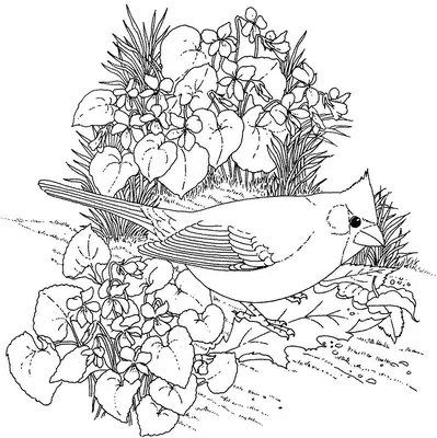 Раскраска Зимующие птицы распечатать бесплатно | Раскраски, Птицы, Шаблоны  птиц