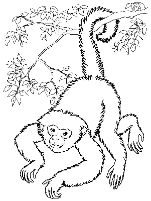 Раскраска Простая обезьяна распечатать или скачать