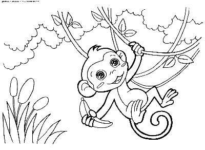 Раскраска Малышка-обезьянка | Раскраски обезьянки. Раскраска обезьяна для  детей