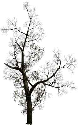 осенние деревья 3D Модель $120 - .max .fbx .obj - Free3D