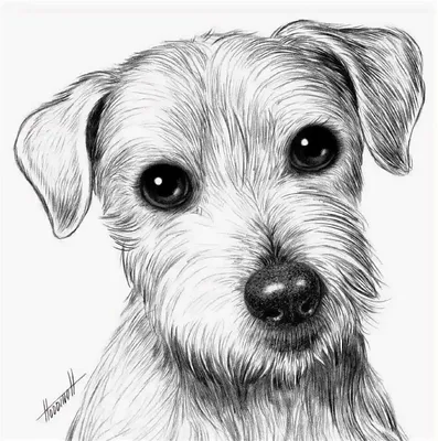 Раскраски Собака для детей 5 6 лет (32 шт.) - скачать или распечатать  бесплатно #21118