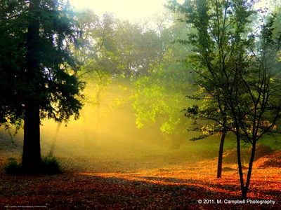 Моющиеся виниловые фотообои Рассвет в лесу, 211х150 см - купить по выгодной  цене в интернет-магазине OZON (273252759)