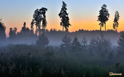 Рассвет в лесу. | Фотосайт СуперСнимки.Ру