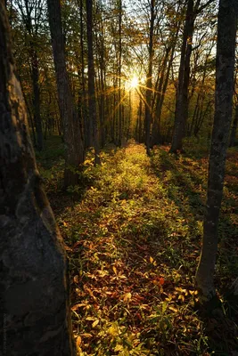 Рассвет в лесу - 83 фото