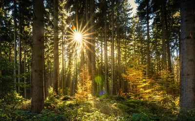 Рассвет в лесу. — Фото №162491