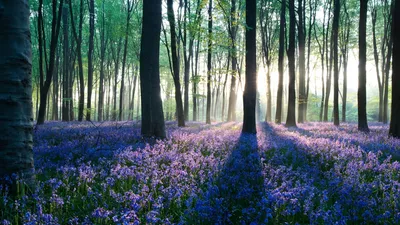 Красивый рассвет в лесу (72 фото) »