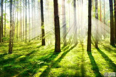 рассвет в зимнем сосновом лесу Стоковое Изображение - изображение  насчитывающей парк, утро: 230797015