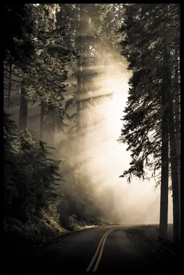 Canon Россия - Нежный рассвет в лесу, словно припорошенном... | Facebook