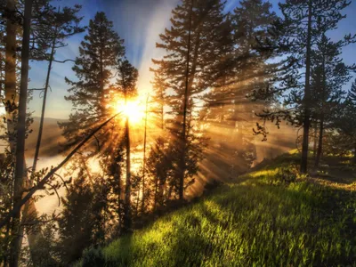 живописный вид на восход солнца над туманным лесом, восход солнца картинки  утро, Восход солнца, утро фон картинки и Фото для бесплатной загрузки