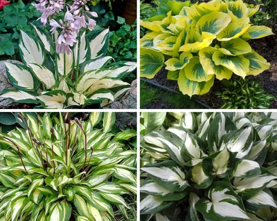 Саженцы Хоста \"Hosta Mediovariegata\" из питомника растений Гринстрана  купить по цене от 700 рублей | Описание, фото, доставка, консультация —  Гринстрана.ру