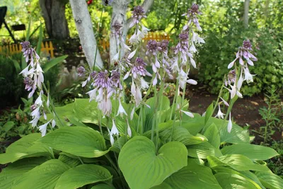 Хоста форчуна 'Hyacinthina'