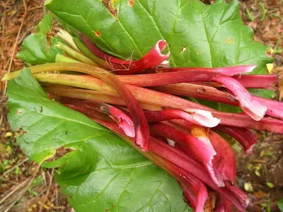 Ревень волнистый \"Canada Red\" купить в питомнике растений с доставкой по  Ижевску и Удмуртии, рассада, выращивание, посадка и уход