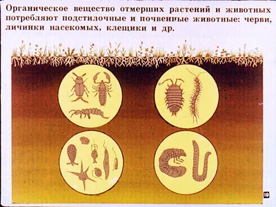 В Латвии посчитали «агрессивные» виды растений и животных / Статья
