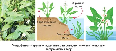 Рисунок охраняемые растения и животные - 74 фото