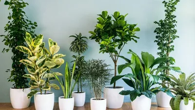 Достаточно ли вы знаете о пользе комнатных растений?
