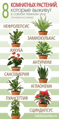 Травы‑убийцы: десять самых опасных растений Подольска - Обзоры - РИАМО в  Подольске
