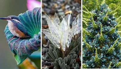 11 очень необычных растений, которые словно с другой планеты | VOICE | Дзен