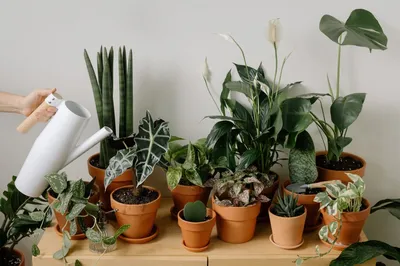 Народные советы по подкормке комнатных растений зимой от покупательницы из  Ставрополя – блог интернет-магазина Порядок.ру