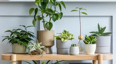 5 правил домашнего карантина для комнатных растений | ivd.ru