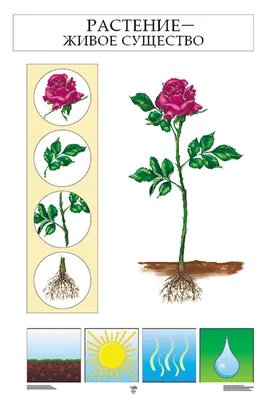 Удобрение для комнатных растений и цветов | ТМ \"Находка\" и ТМ \"Мечта Червяка