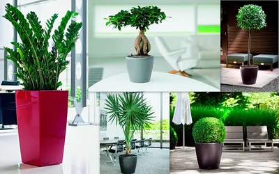 Озеленение помещения комнатными растениями