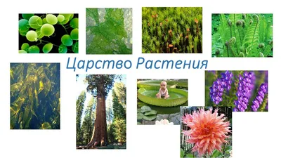 Фитолампы для растений: что это и в чем их преимущество – блог  интернет-магазина Порядок.ру
