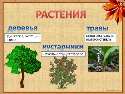Растения. Энциклопедия леса. Травянистые растения - презентация онлайн