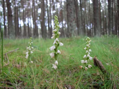 Растения лесов Псковской области