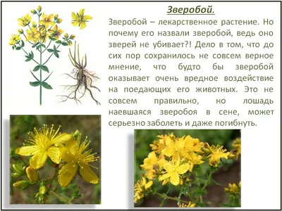 Экосистема «луга»: какую роль травы и цветы играют в жизни планеты -  «Экология России»