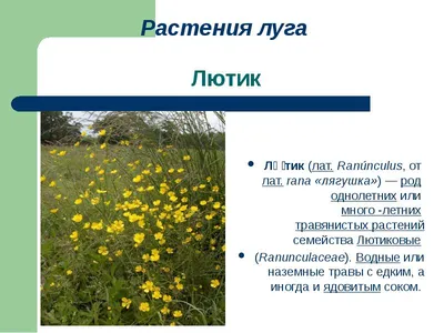 Рекомендации по содержанию луговых и лугоподобных сообществ в Нижнем  Новгороде