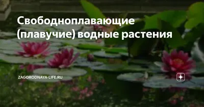 Презентация \"Жизнь пресного водоема\" (4 класс) по окружающему миру –  скачать проект