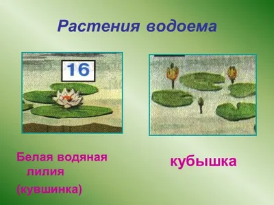 Свободноплавающие (плавучие) водные растения | zagorodnaya-life.ru | Дзен