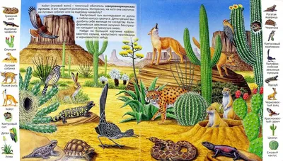 Книга: \"Животные и растения пустыни\". Купить книгу, читать рецензии | ISBN  9785889447795 | Лабиринт