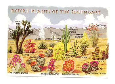 Растения пустыни в месте Nondesert Стоковое Фото - изображение  насчитывающей случай, лиственница: 186183464