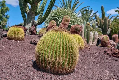 Растения пустыни. стоковое изображение. изображение насчитывающей западно -  175109245