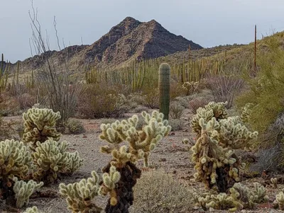 Типичные растения пустыни - 72 фото