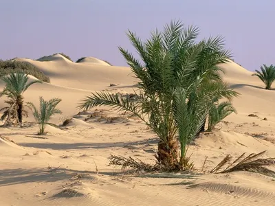 Растения пустыни америки - 45 фото
