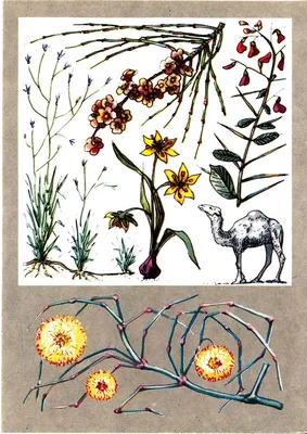 Цветы и растения пустыни | блог интернет - магазина АртФлора