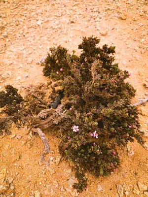 Какие растения растут в пустыне
