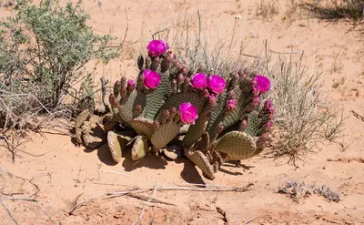 Цветок Пустыни Пустыня Кактус - Бесплатное фото на Pixabay - Pixabay