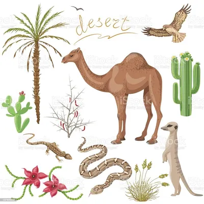 Старая открытка «Растения пустыни» ⋆ PostcardPublisher