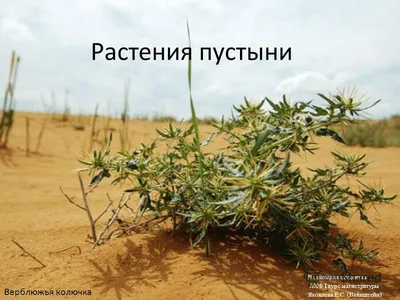 Красивые растения пустыни. стоковое изображение. изображение насчитывающей  кактусы - 191281085