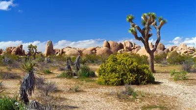 пустыня с пустынными растениями над плоской пустыней, картина пустынных  растений, пустыня, завод фон картинки и Фото для бесплатной загрузки